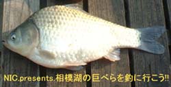 nicの「相模湖の巨ベラを釣りにいこう!」